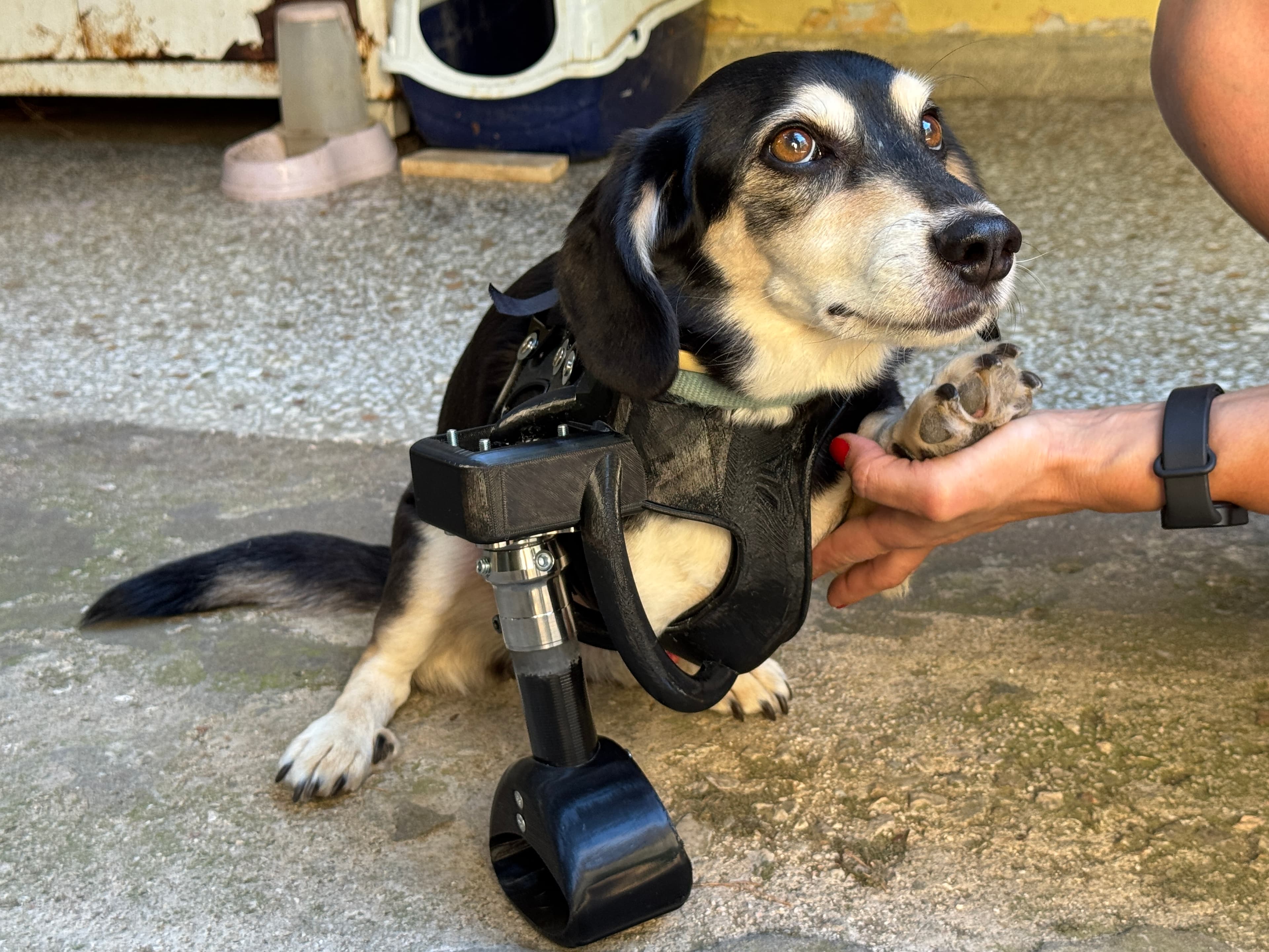 The Owner's Complete Guide to Dog Prosthetics