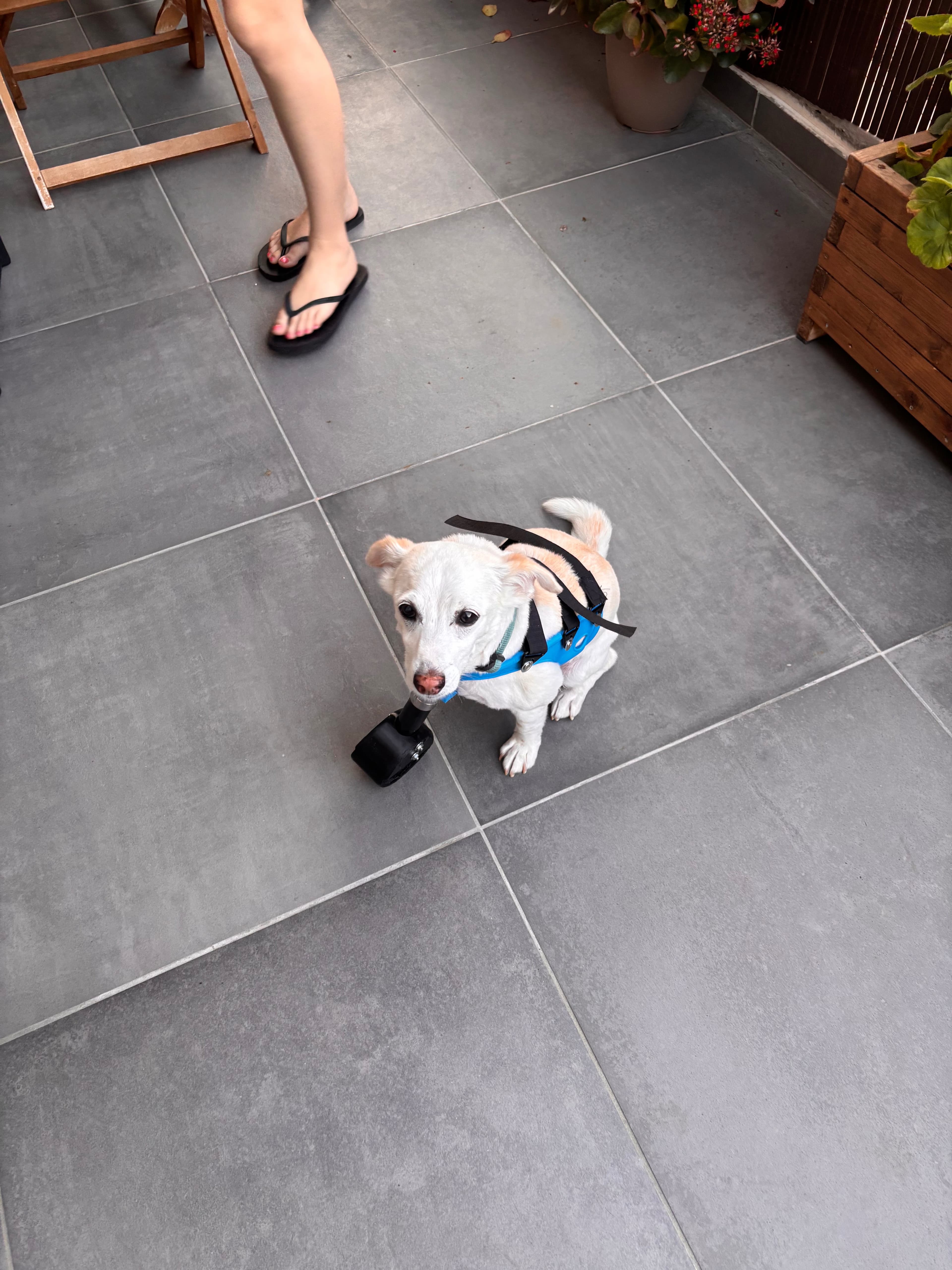 A Guide to Caring for a Dog with a Front Limb Prosthetic