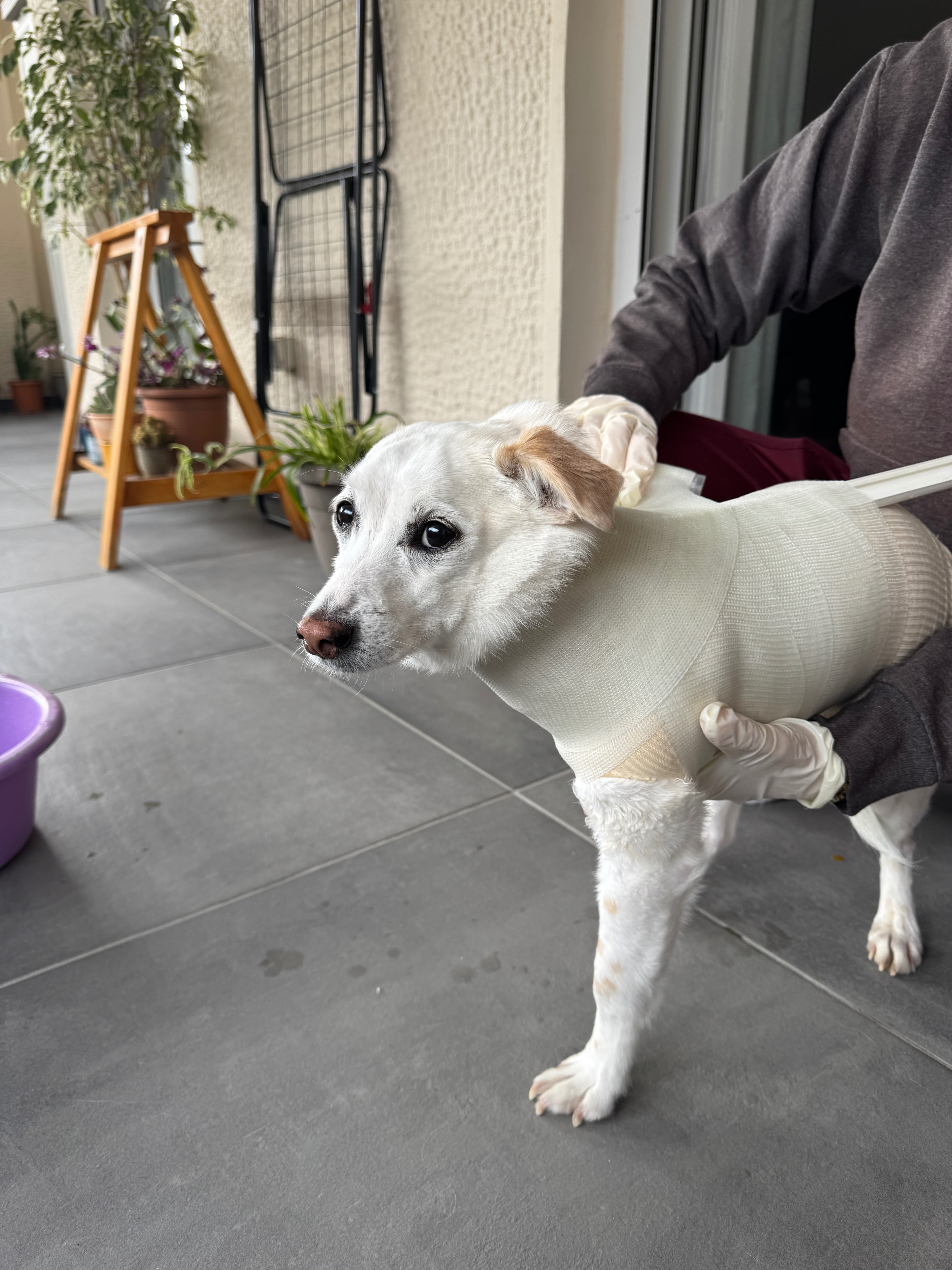Dog being prepared for casting with professional bandaging