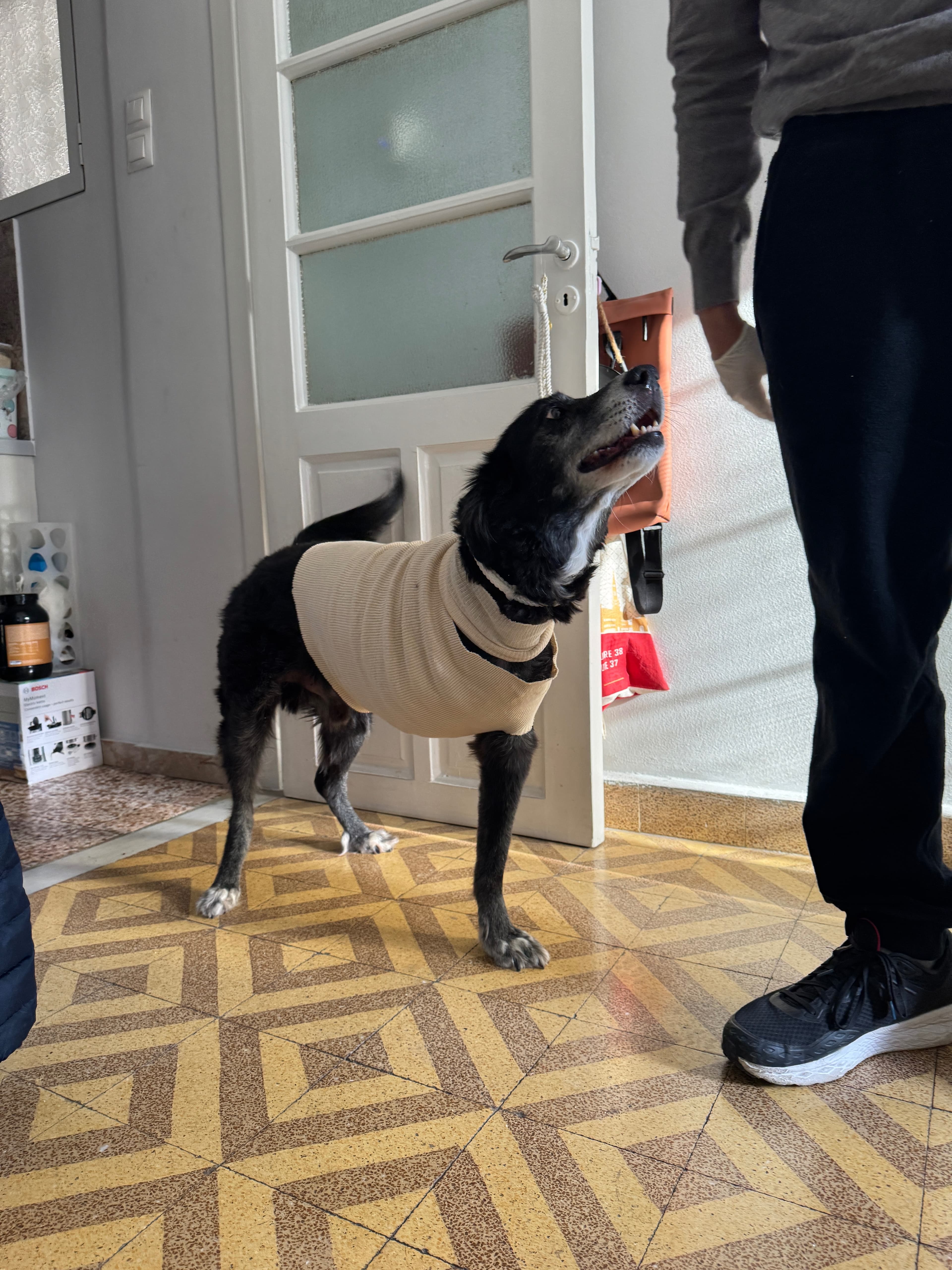 Dog with measurement harness during scanning process