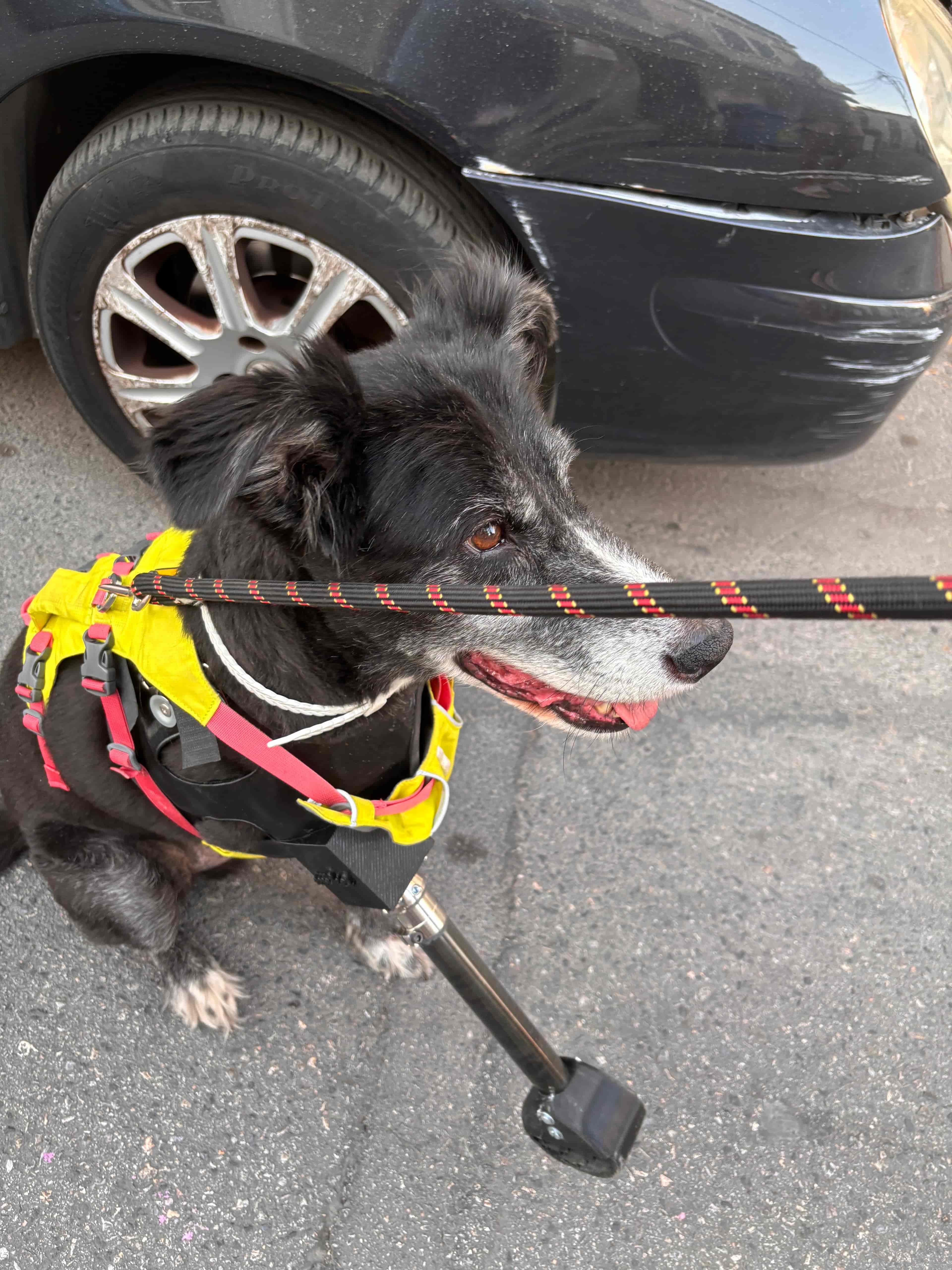 A dog with a prosthetic leg looking happy