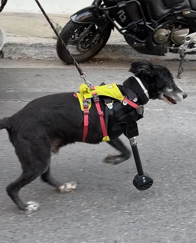 A dog walking confidently with its prosthetic leg, demonstrating the quality-of-life benefits.