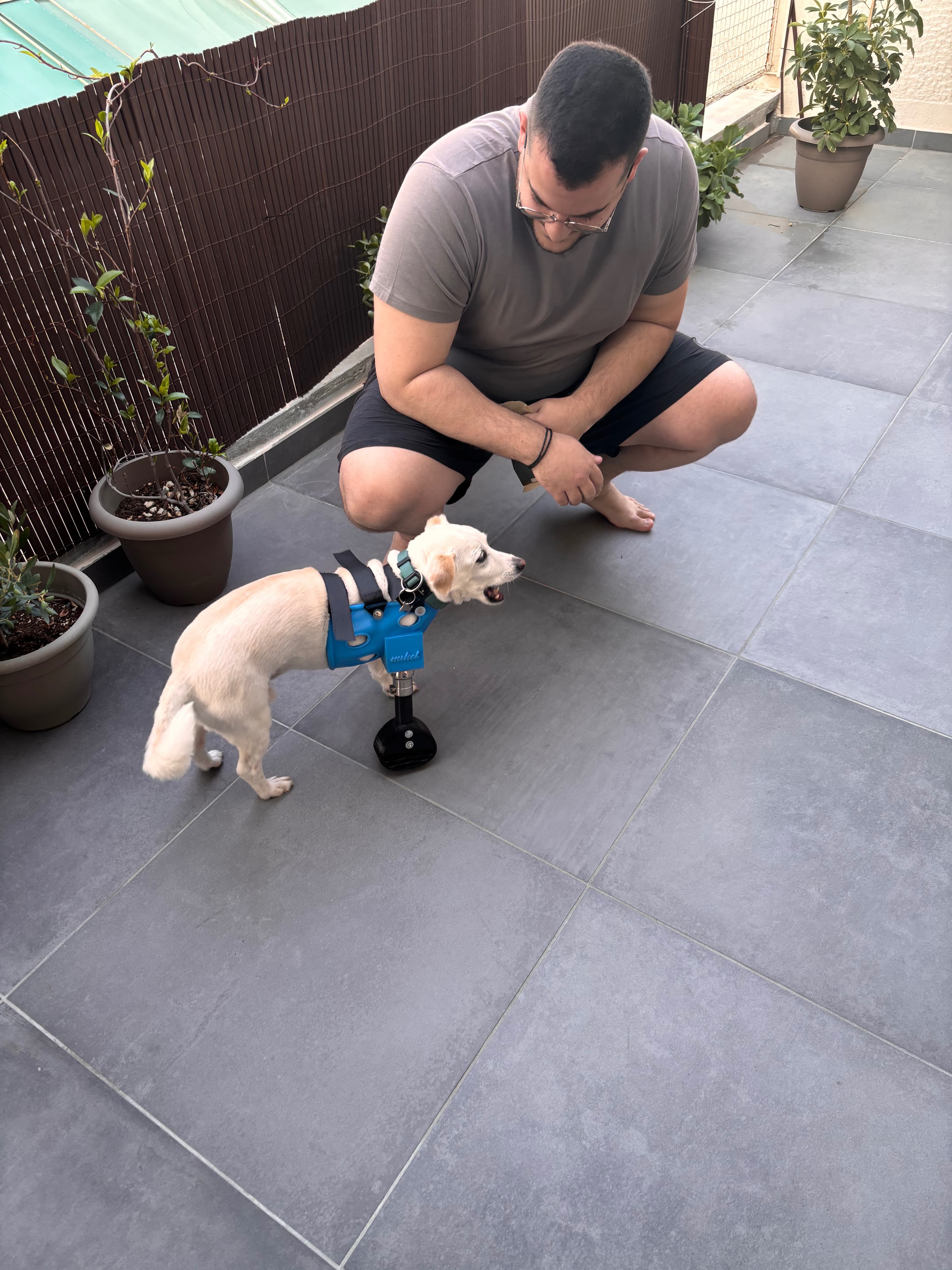 Professional fitting session with small white dog and blue prosthetic