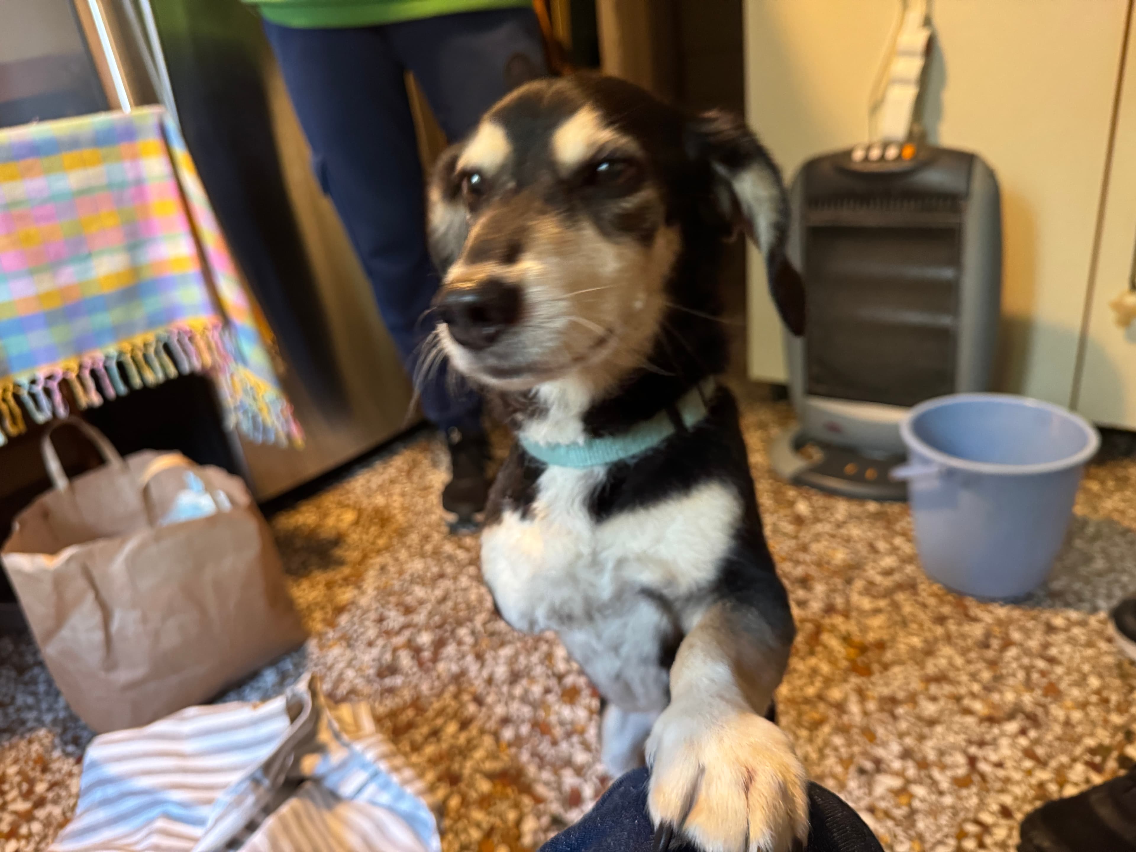 A beautiful close-up portrait of Komis, the resilient dog who inspired the founding of PIVOT.