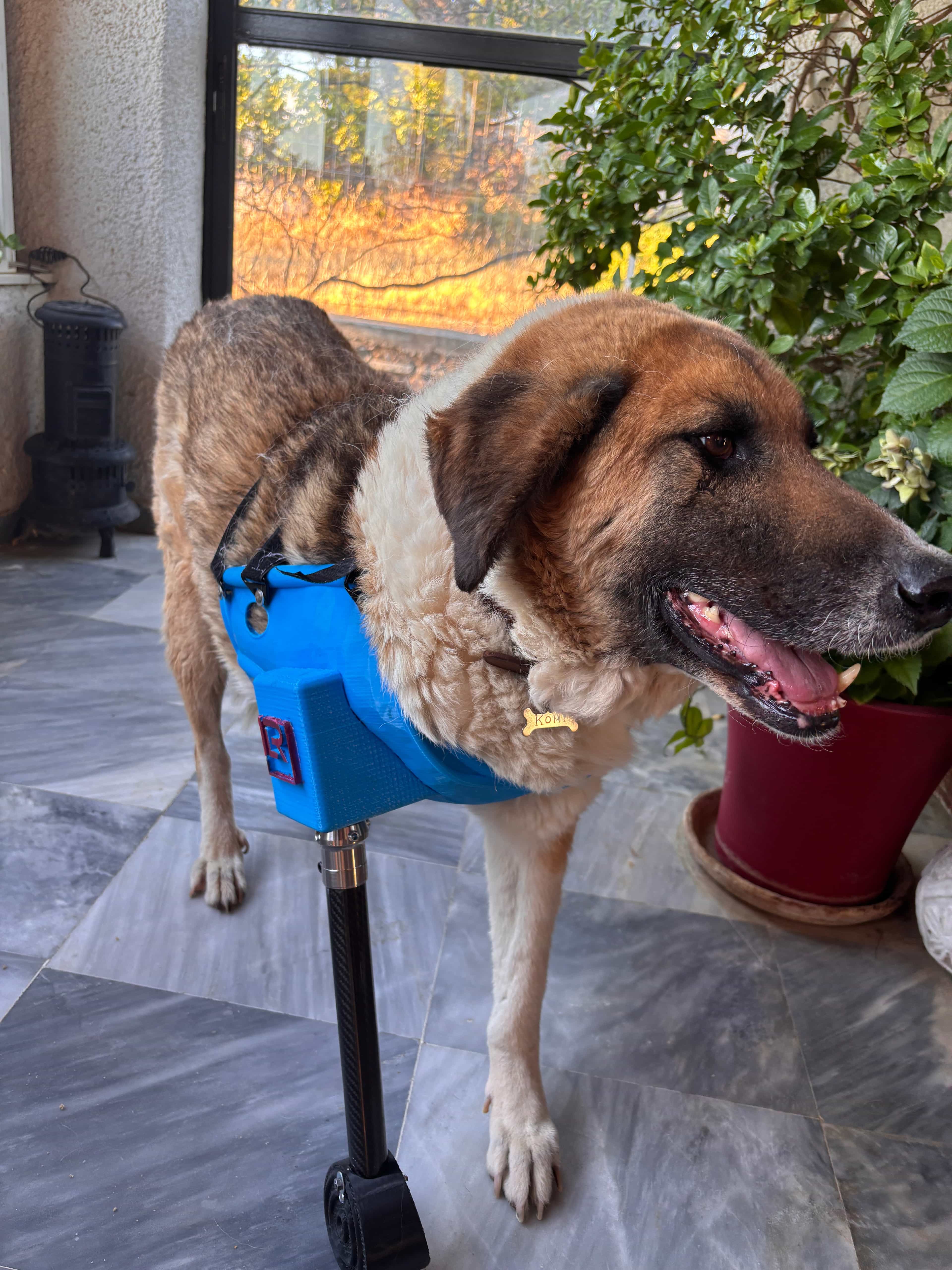 Komis, a beautiful dog with a blue full limb prosthetic, representing our program for shelters and organizations.