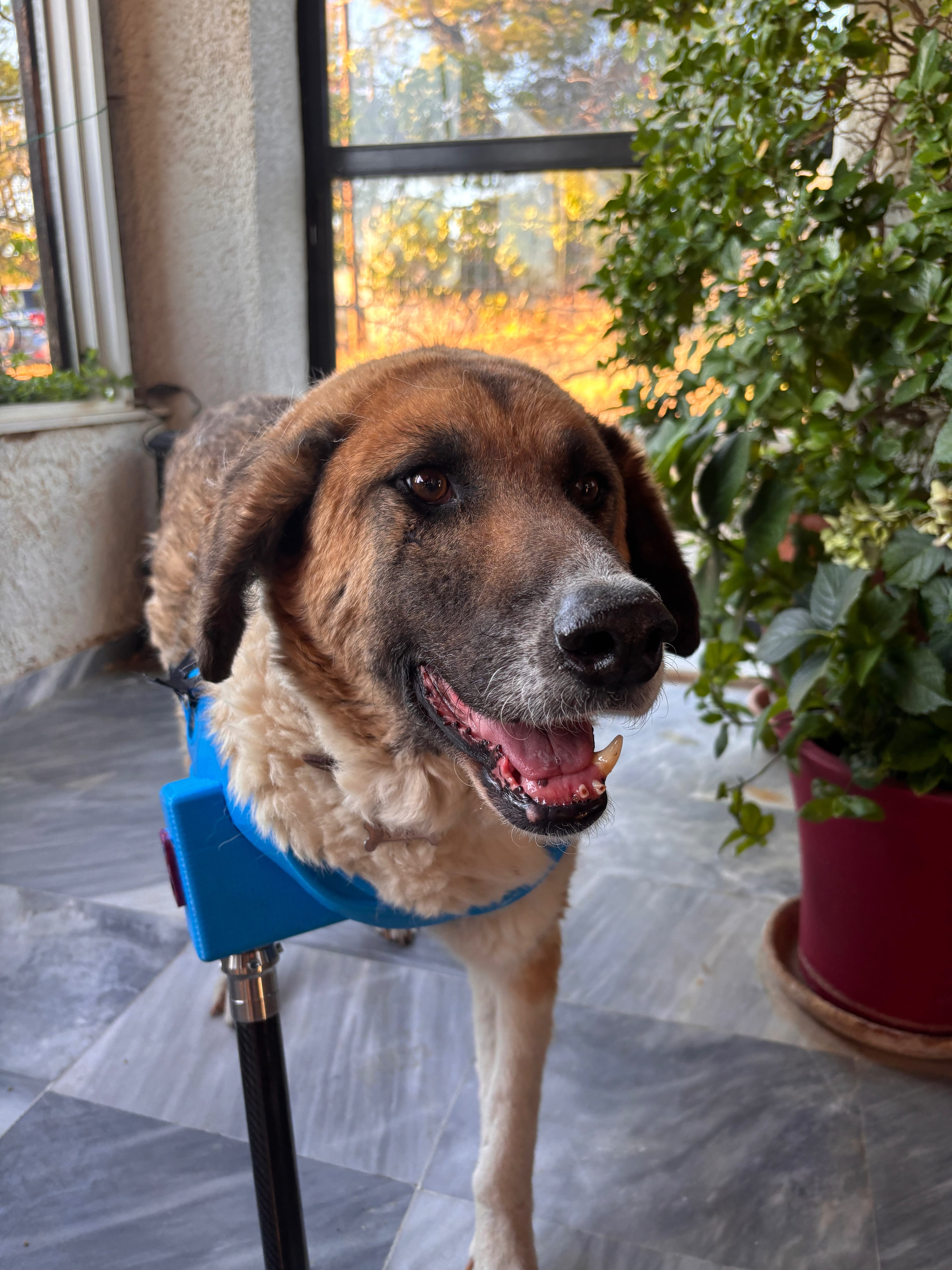 Komis, a beautiful dog with a blue prosthetic leg, showing his happy and confident demeanor
