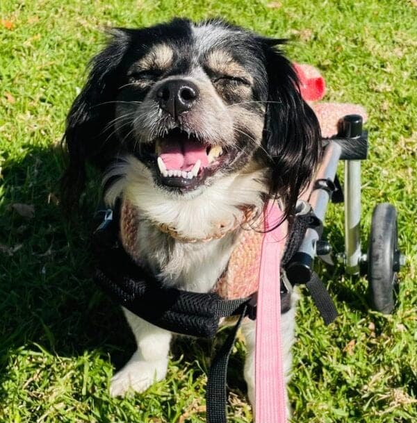 A small black and white dog grinning in the sunshine, supported by a Plus2Feet rear-wheel cart