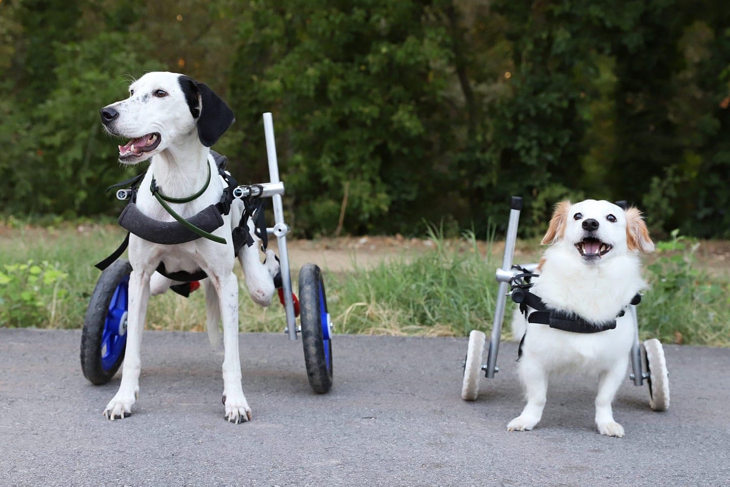 A large white and black dog and a small white dog standing outdoors in custom Plus2Feet wheelchairs