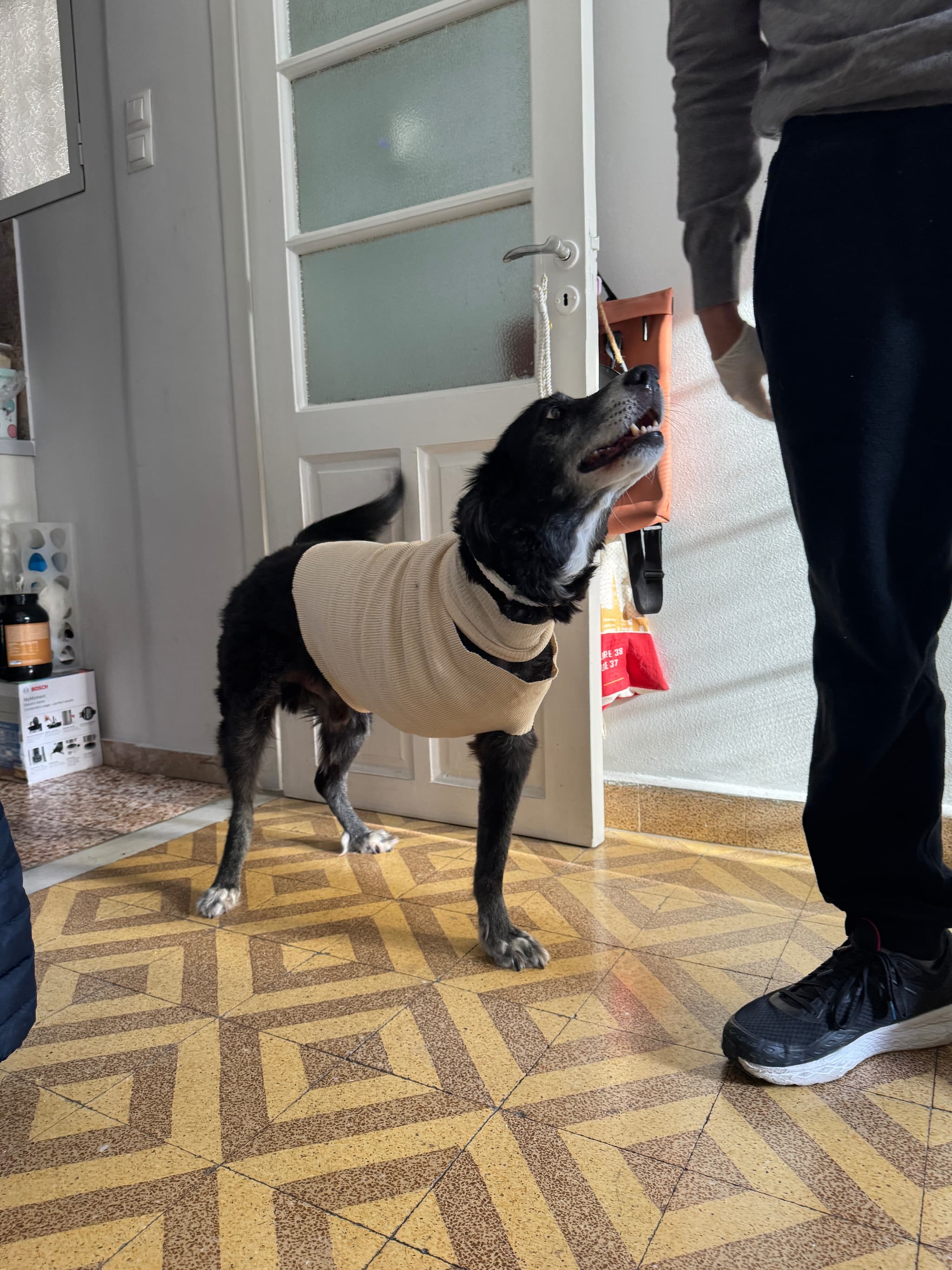 Dog with measurement harness during scanning process
