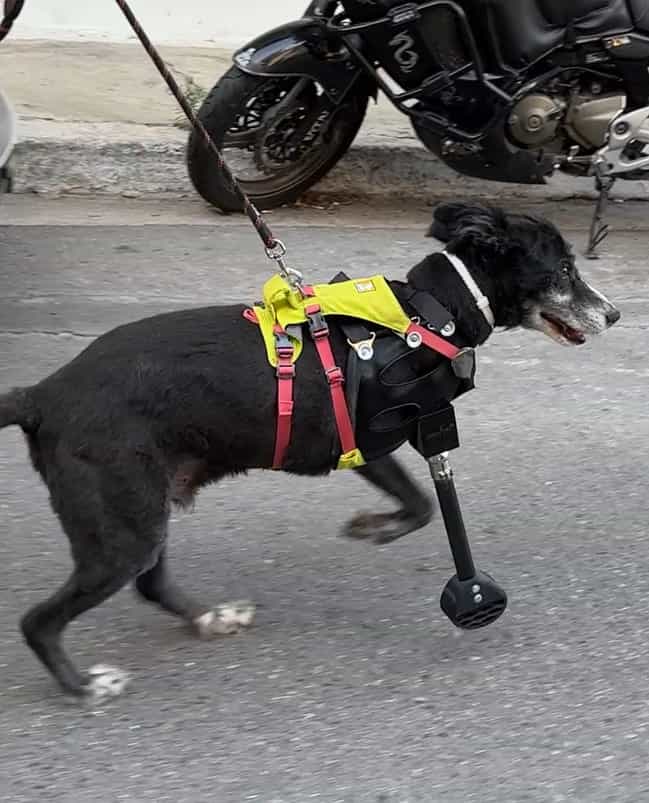 Pivot, a white dog confidently walking on grass with a custom full limb prosthetic, showcasing our solution for pet owners.