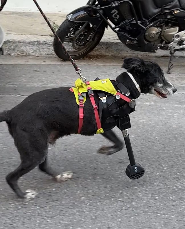 A dog walking confidently with its Adopt-a-Paw front limb prosthetic