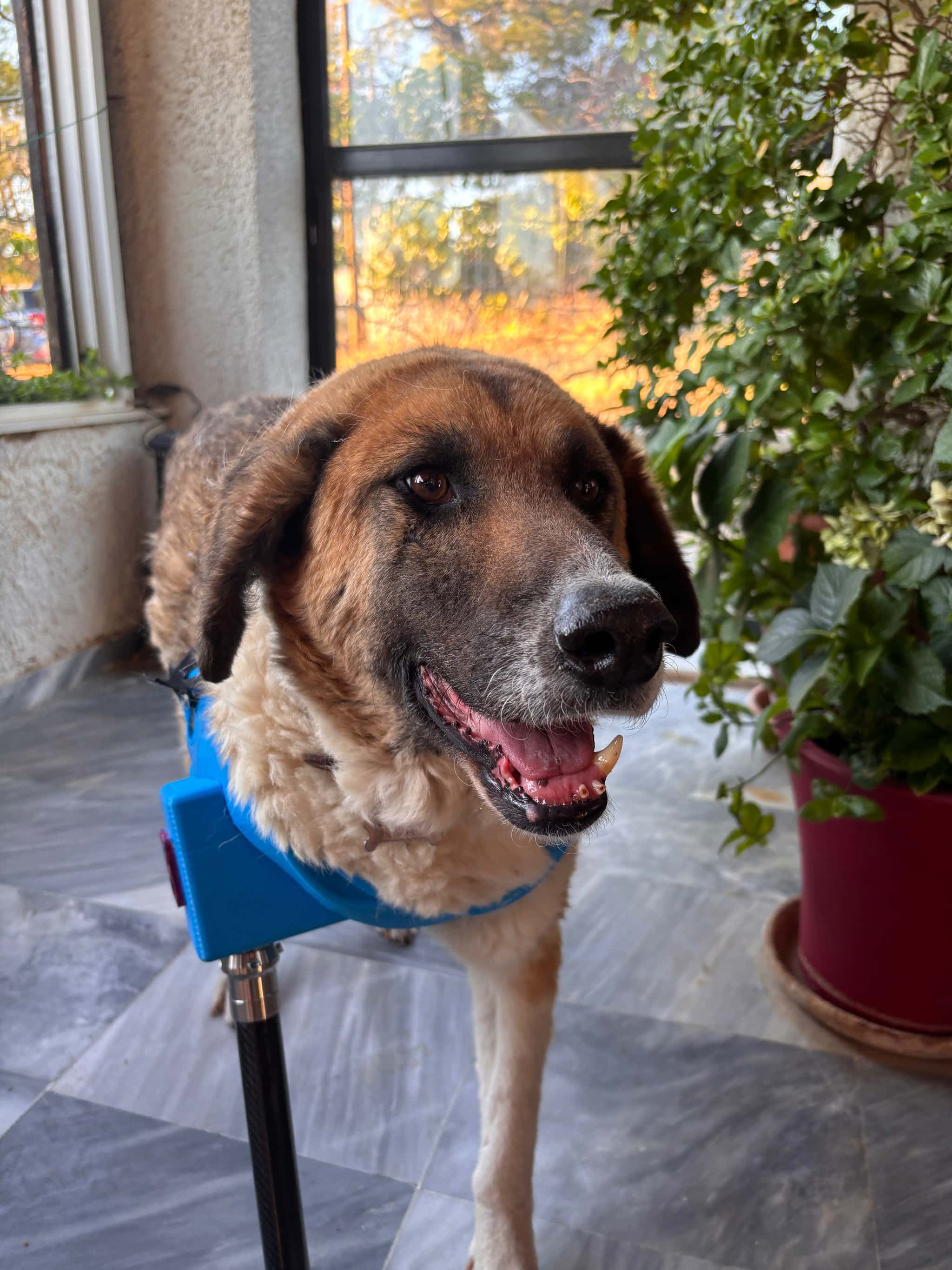 Happy dog with a custom 3D-printed dog prosthetic for its front limb